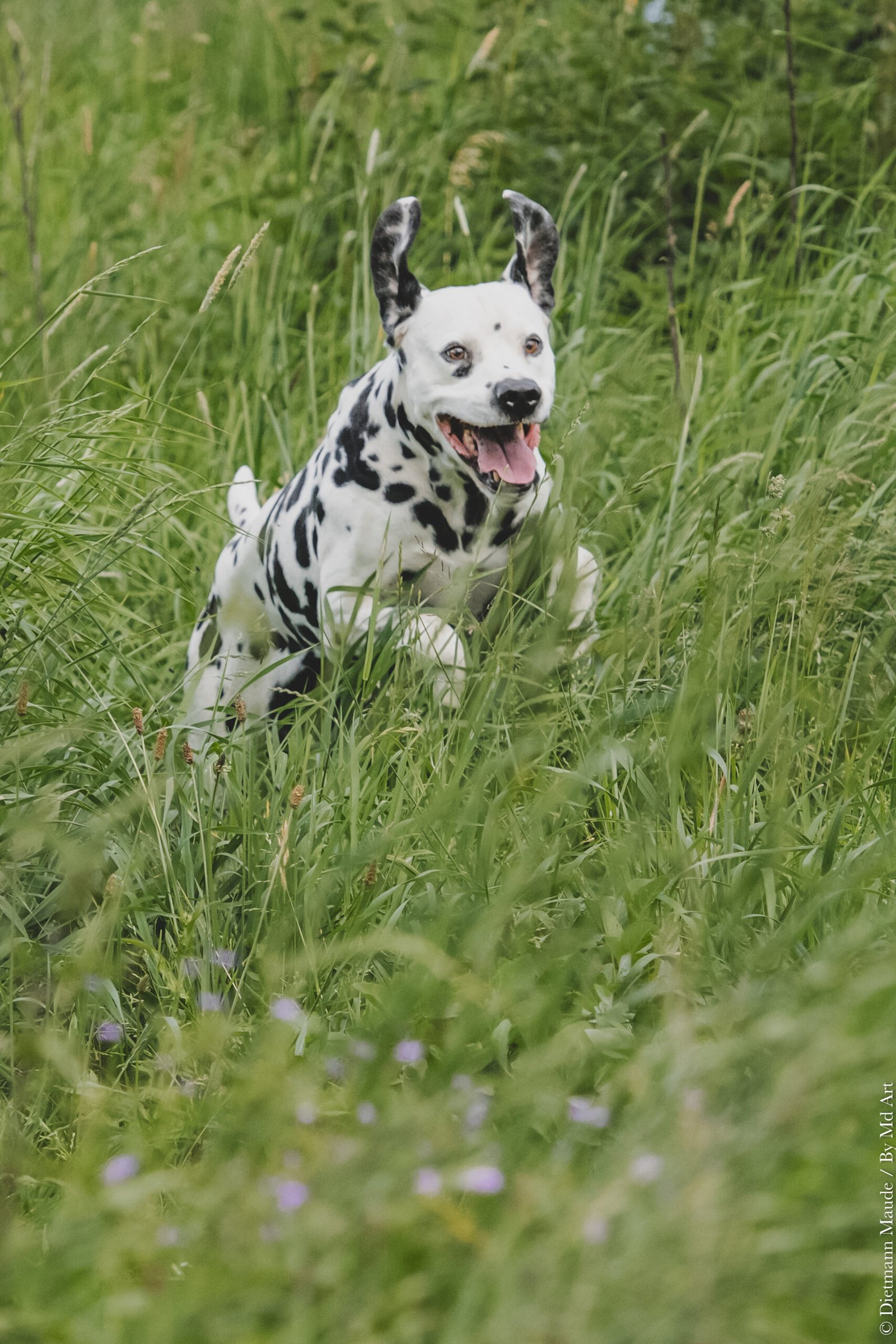 Médiation canine