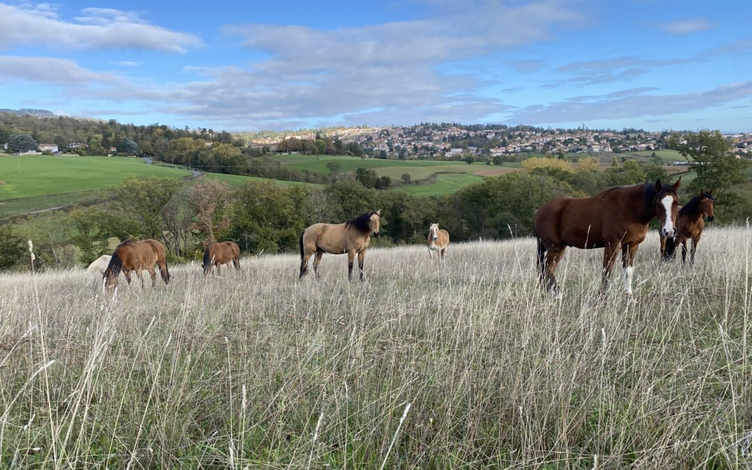 Brun de Ferme