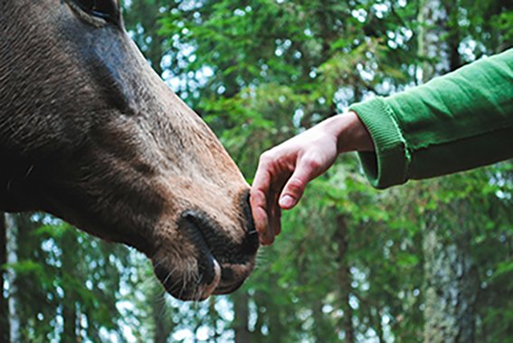 Homme avec un cheval