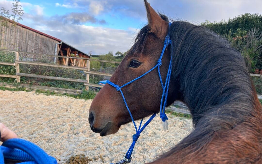 Libeccio, un souffle nouveau